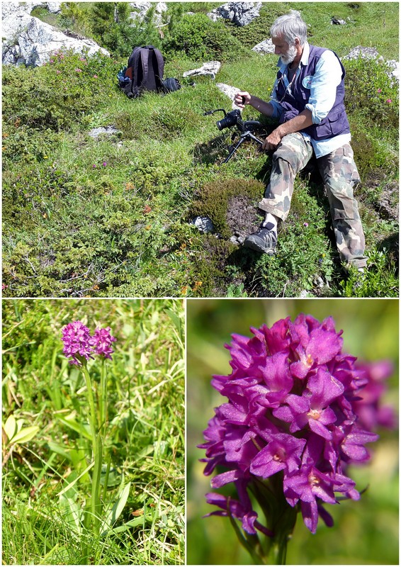 Una giornata a Valparola. Dactylorhiza, Nigritella e grandi montagne!